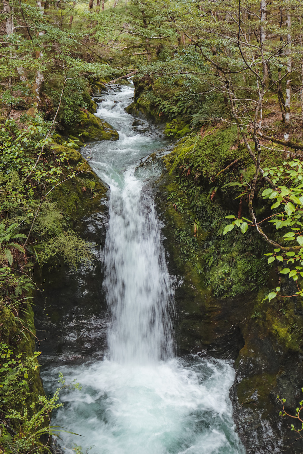 River rapid waterfall flowing through the green beech forest